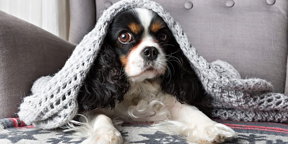 puppy on chair with blanket