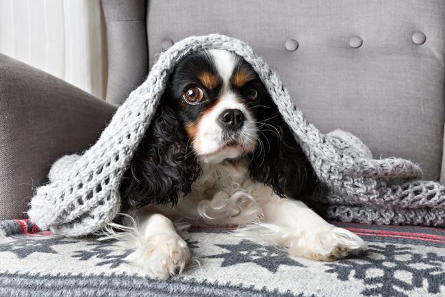 dog under the blanket puppy on chair with blanket